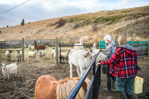 动物卫生专业的学生喂马和羊